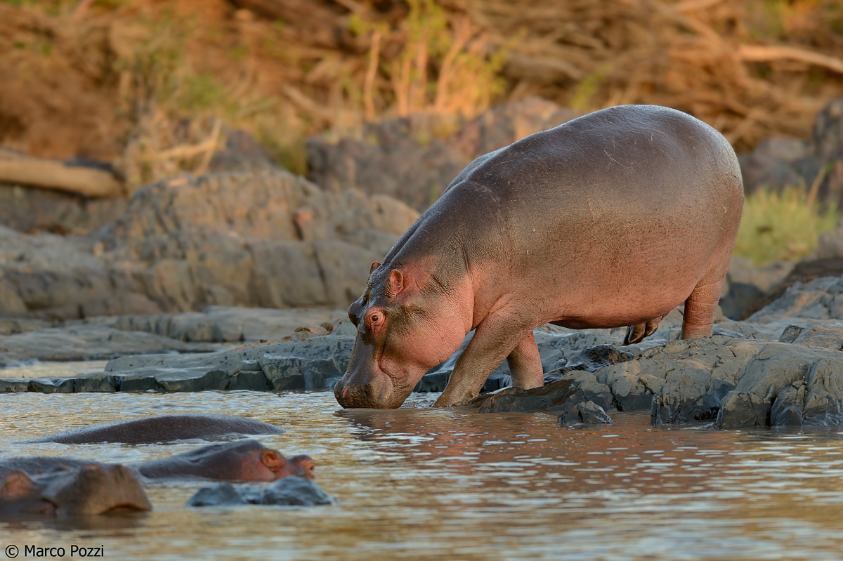Appena sveglio, subito in acqua!