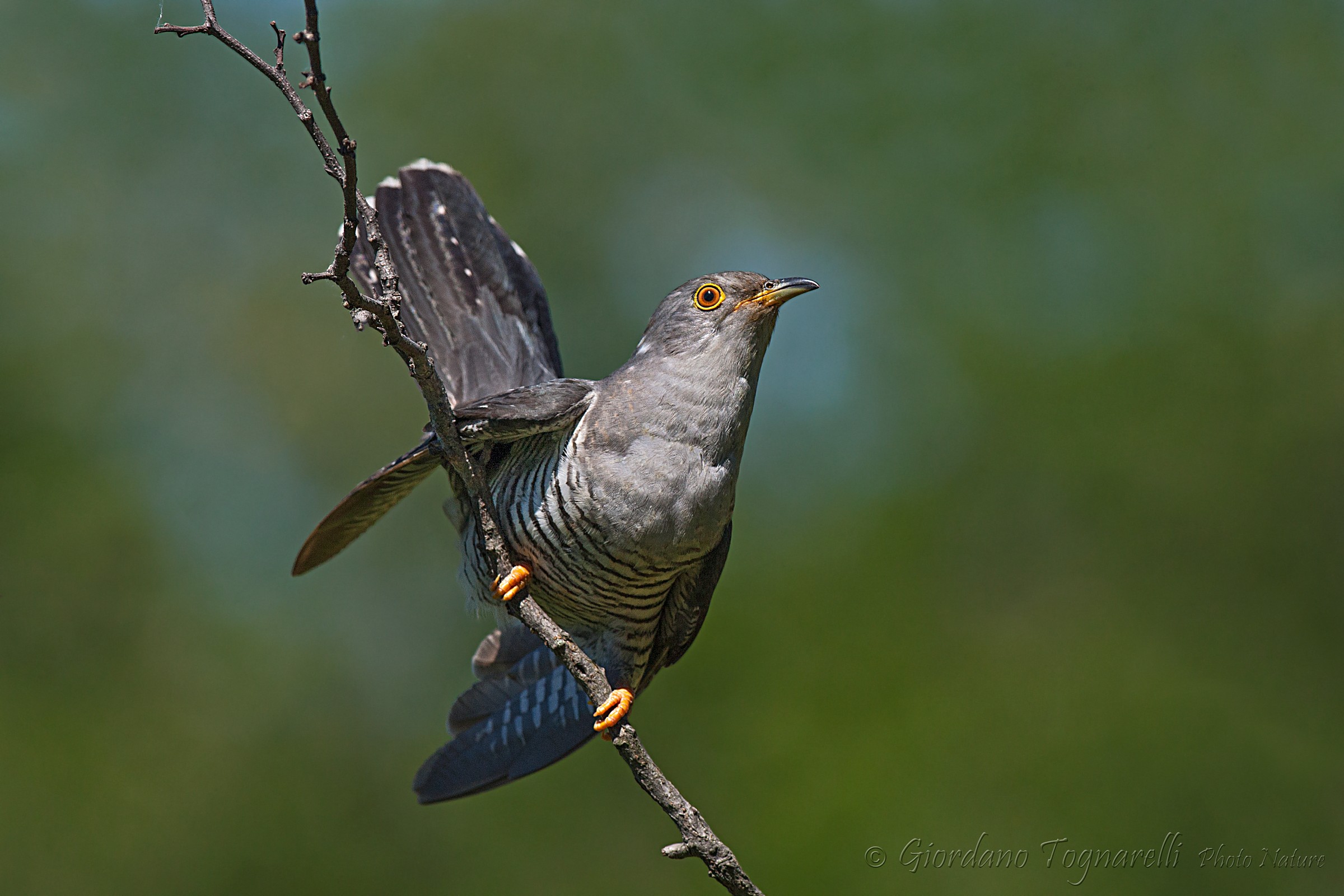 Cuckoo (Cuculus canorus)