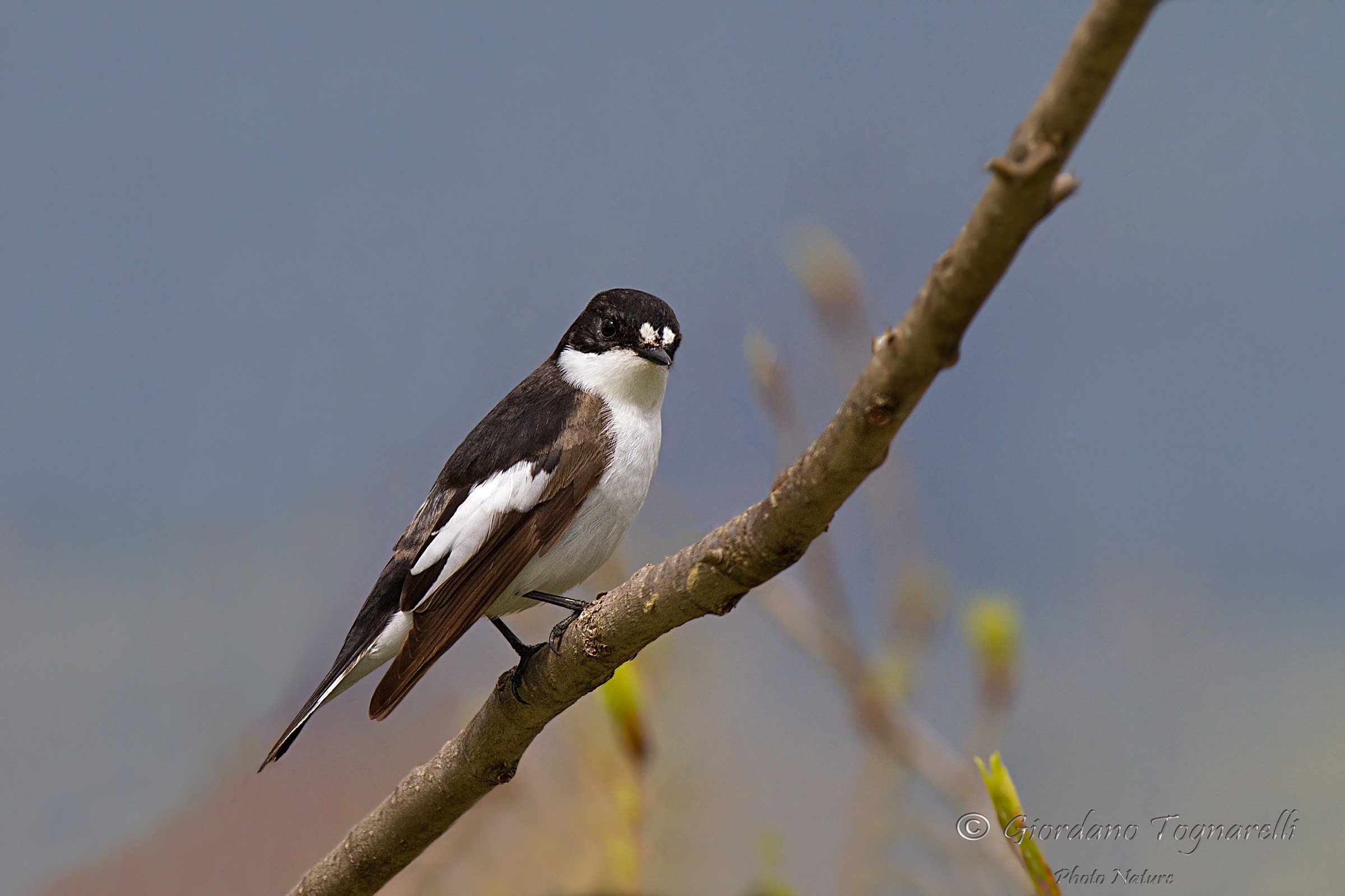 Flycatcher male (Ficedula_hypoleuca)