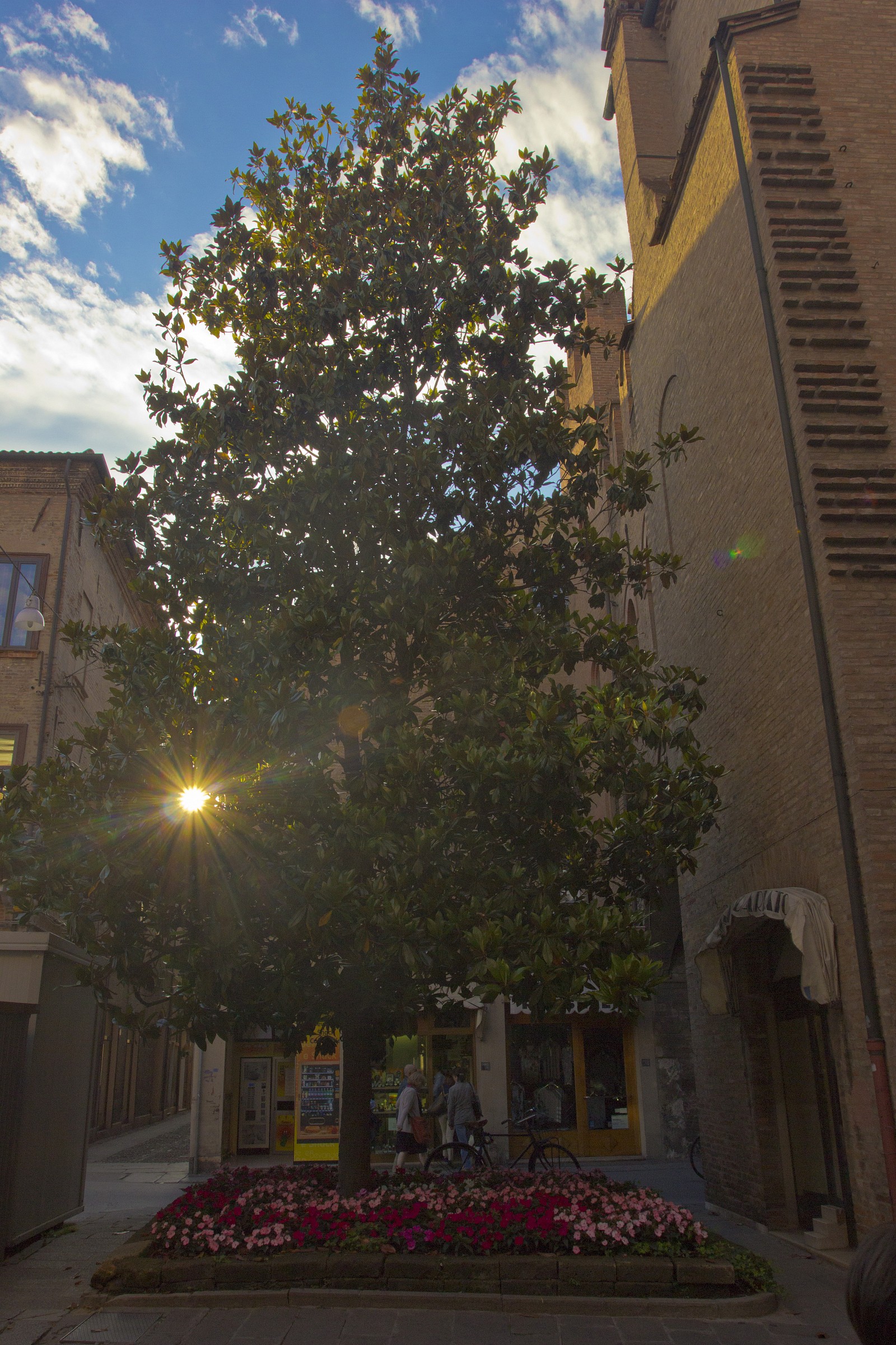 Sun through the leaves