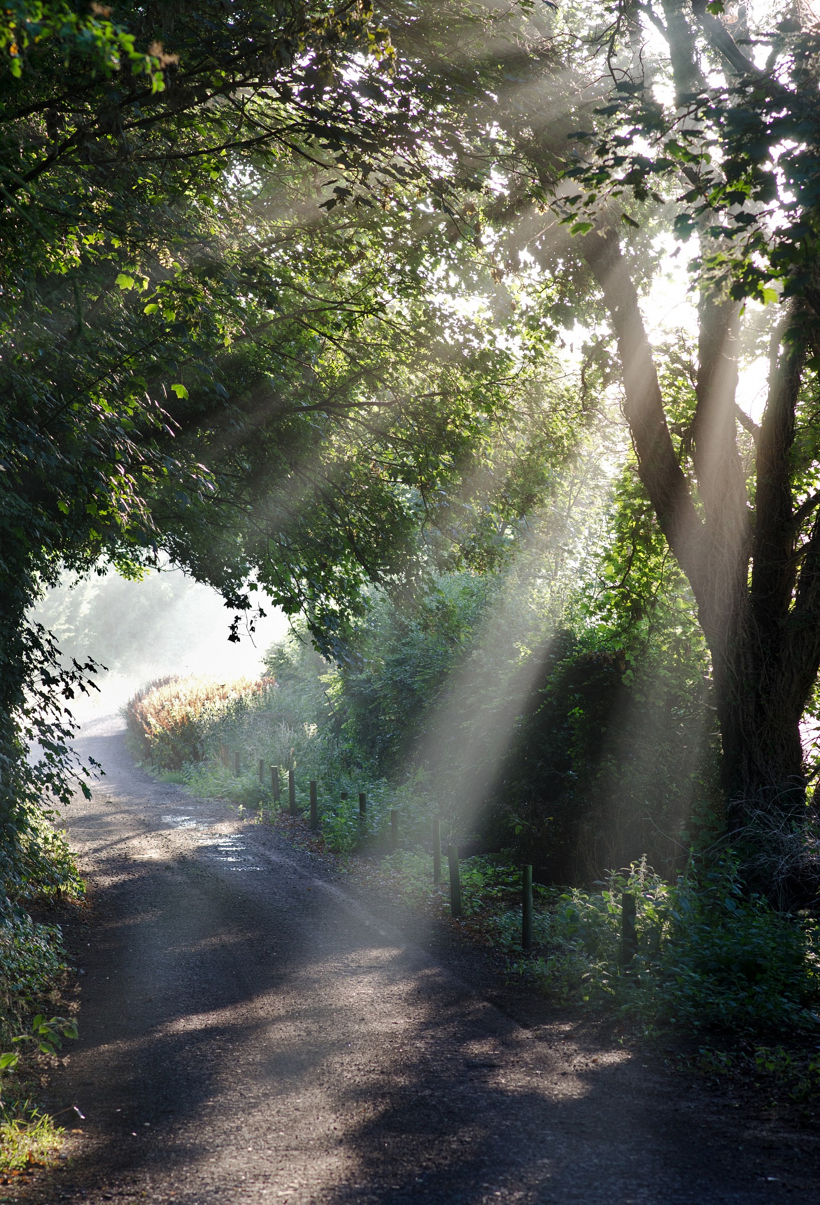 The Country Lane - colour