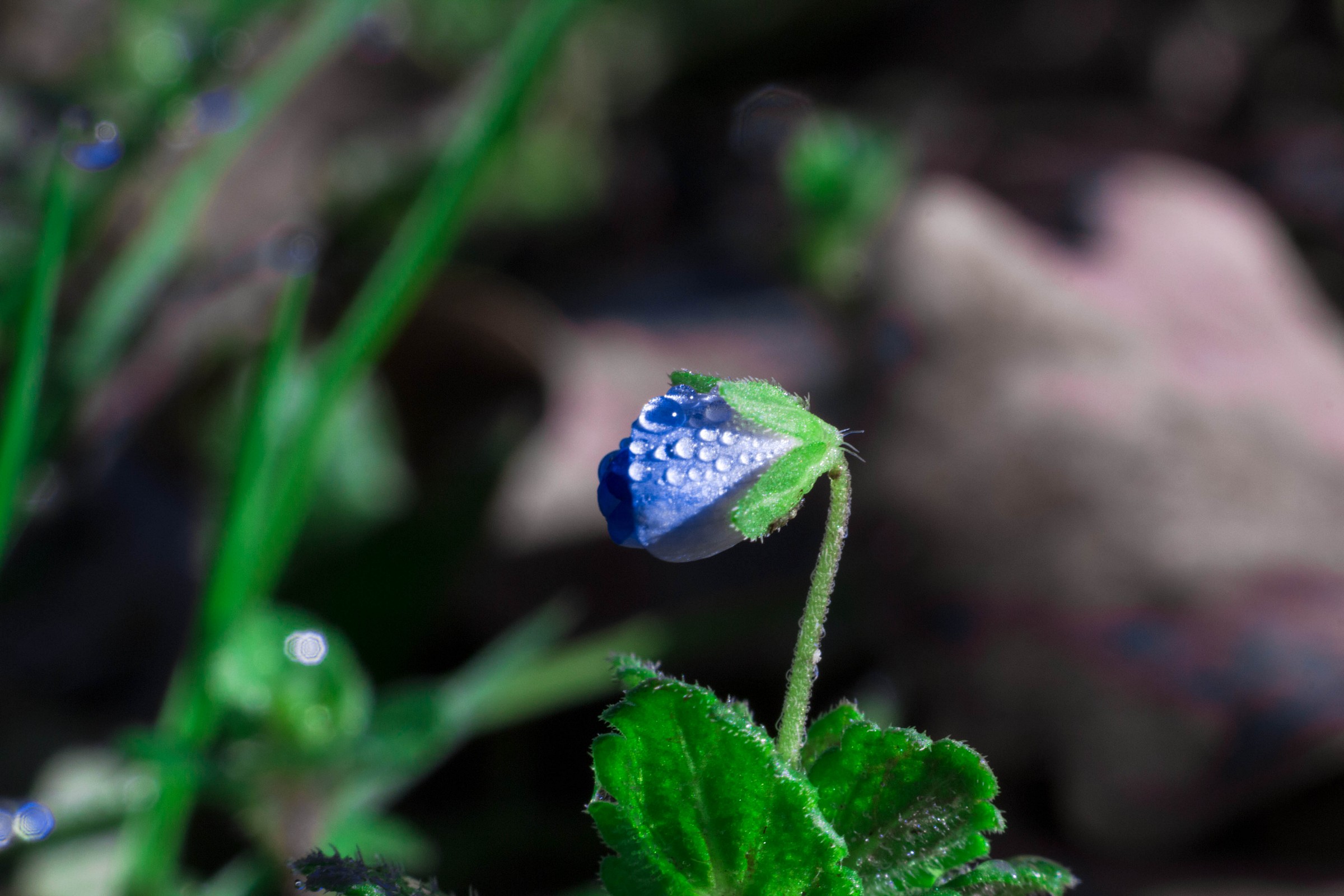 tiny flower with dew