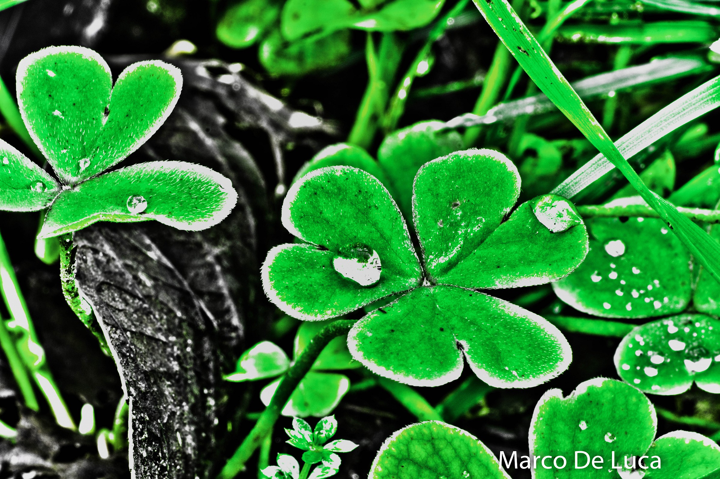 clover in hdr