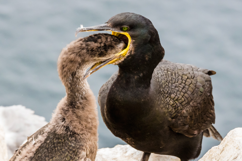 Finalmente si mangia