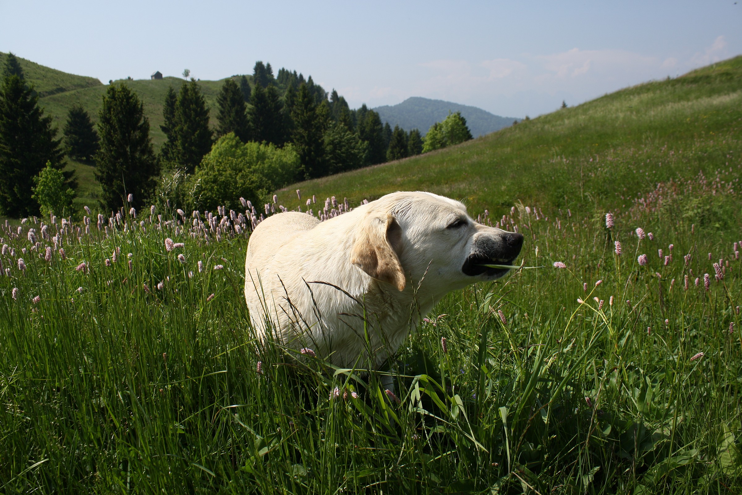 The expressiveness in nature