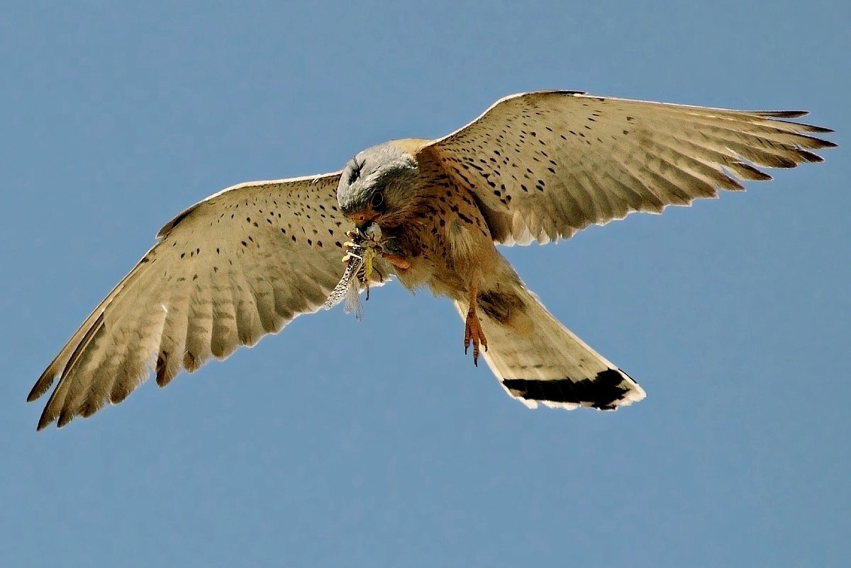 Grillaio in volo con preda