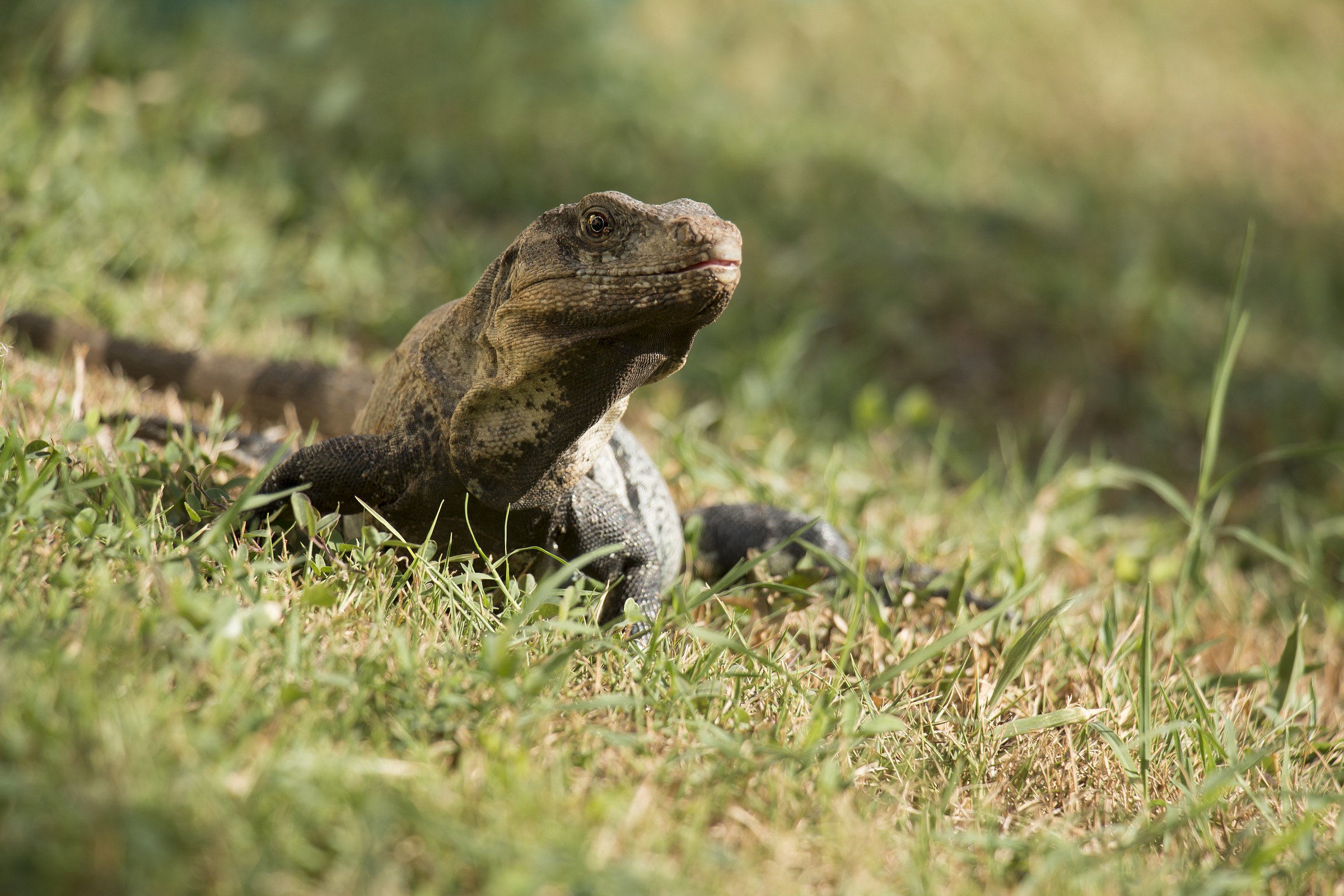 iguana
