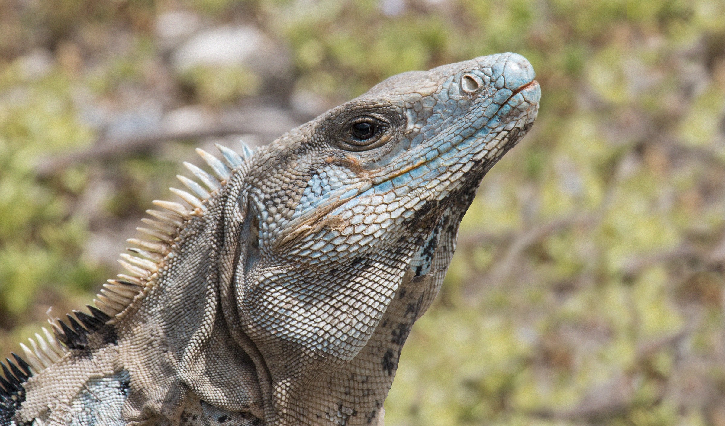 iguana
