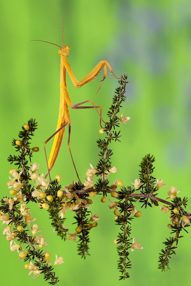 La signora in giallo