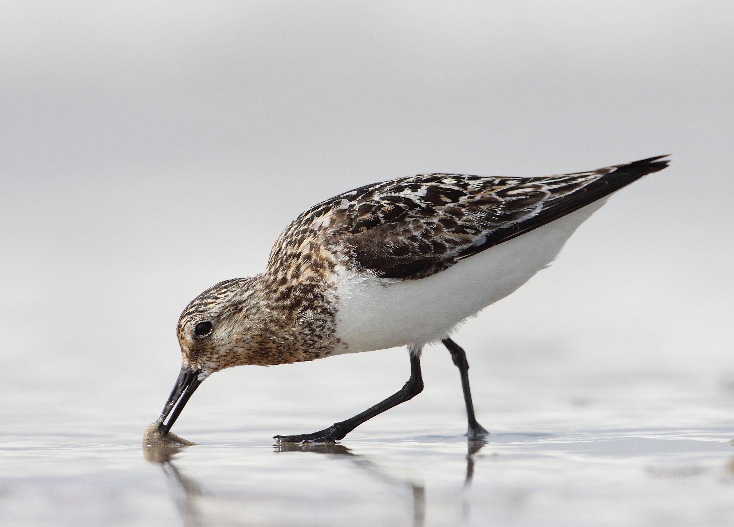 piovanello tridattilo