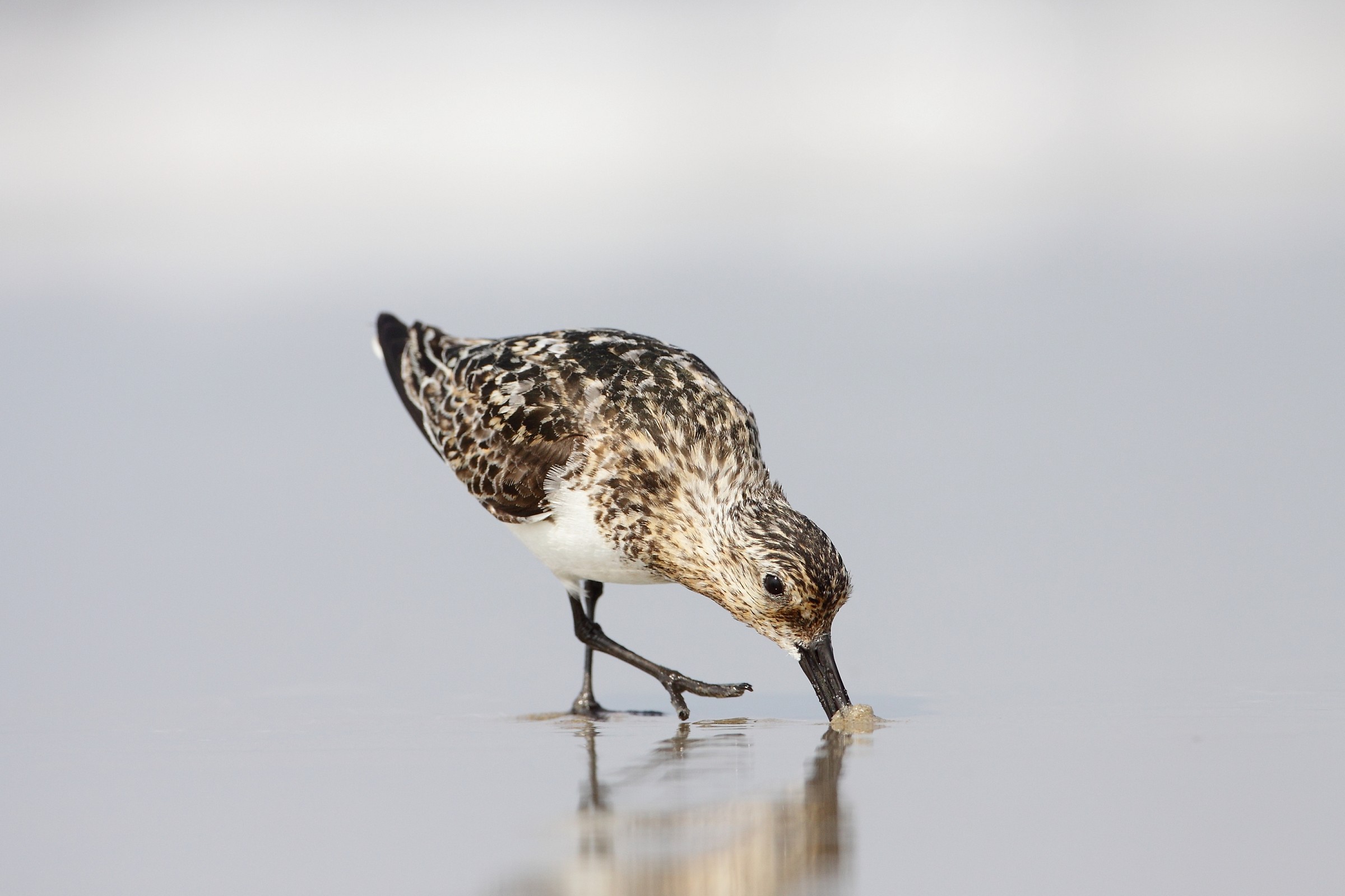 sanderling