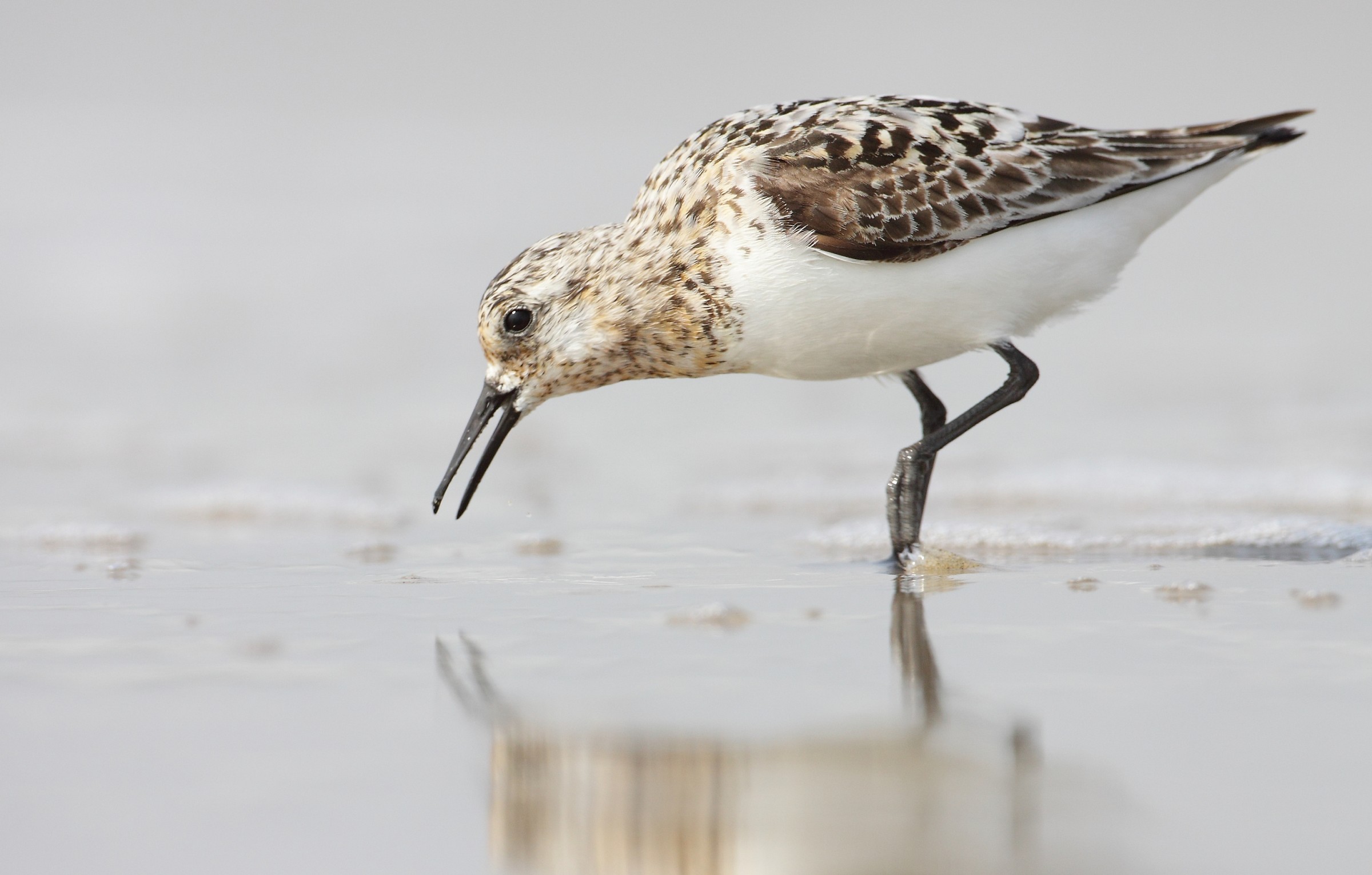 sanderling