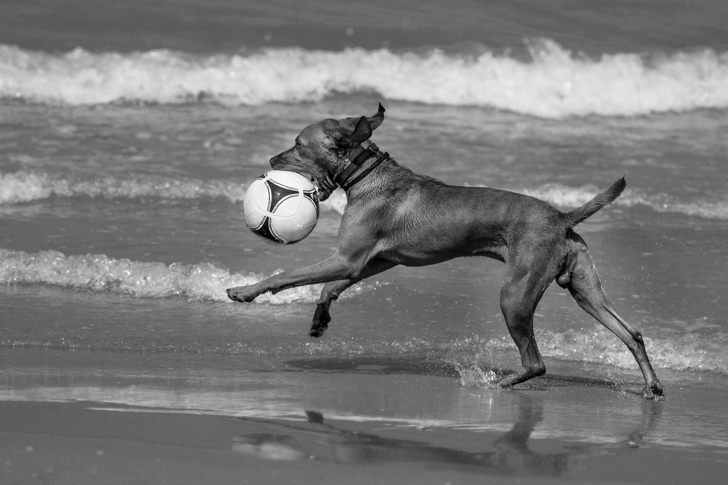 Chi la dura la vince