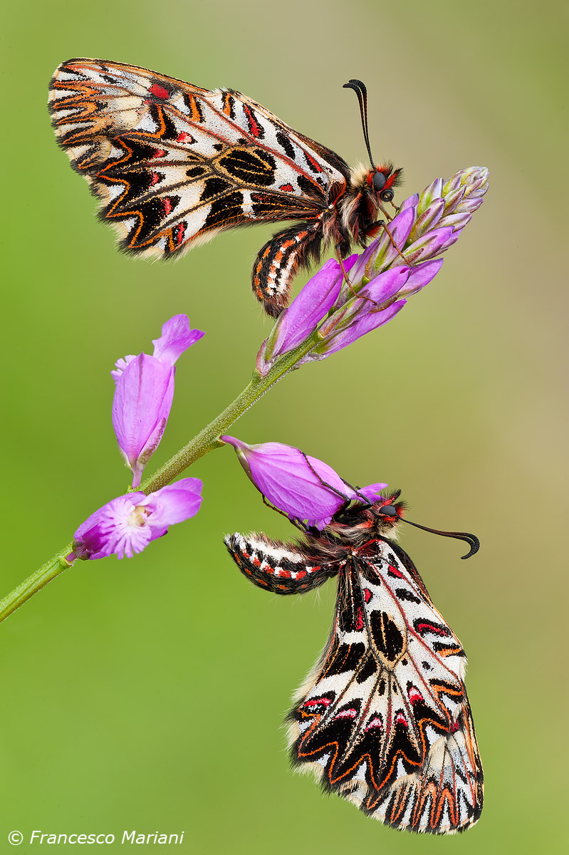 Specchiate (Zerynthia polyxena)