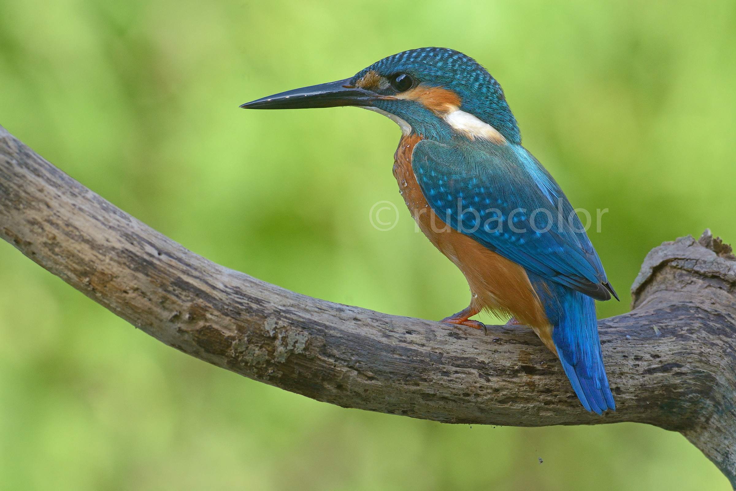 Quell'elegante signore in blu