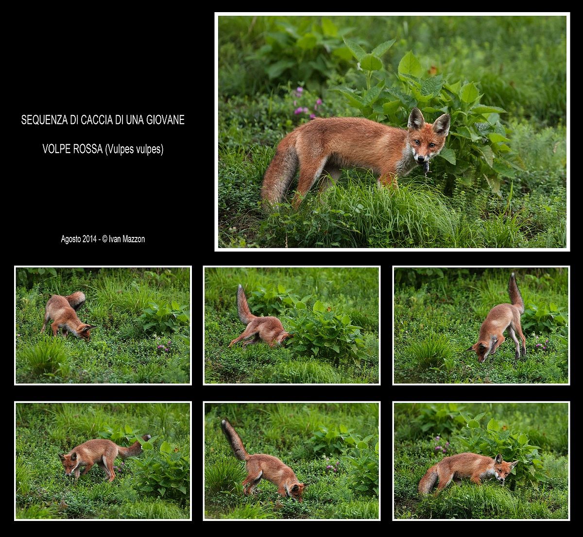 La caccia della volpe