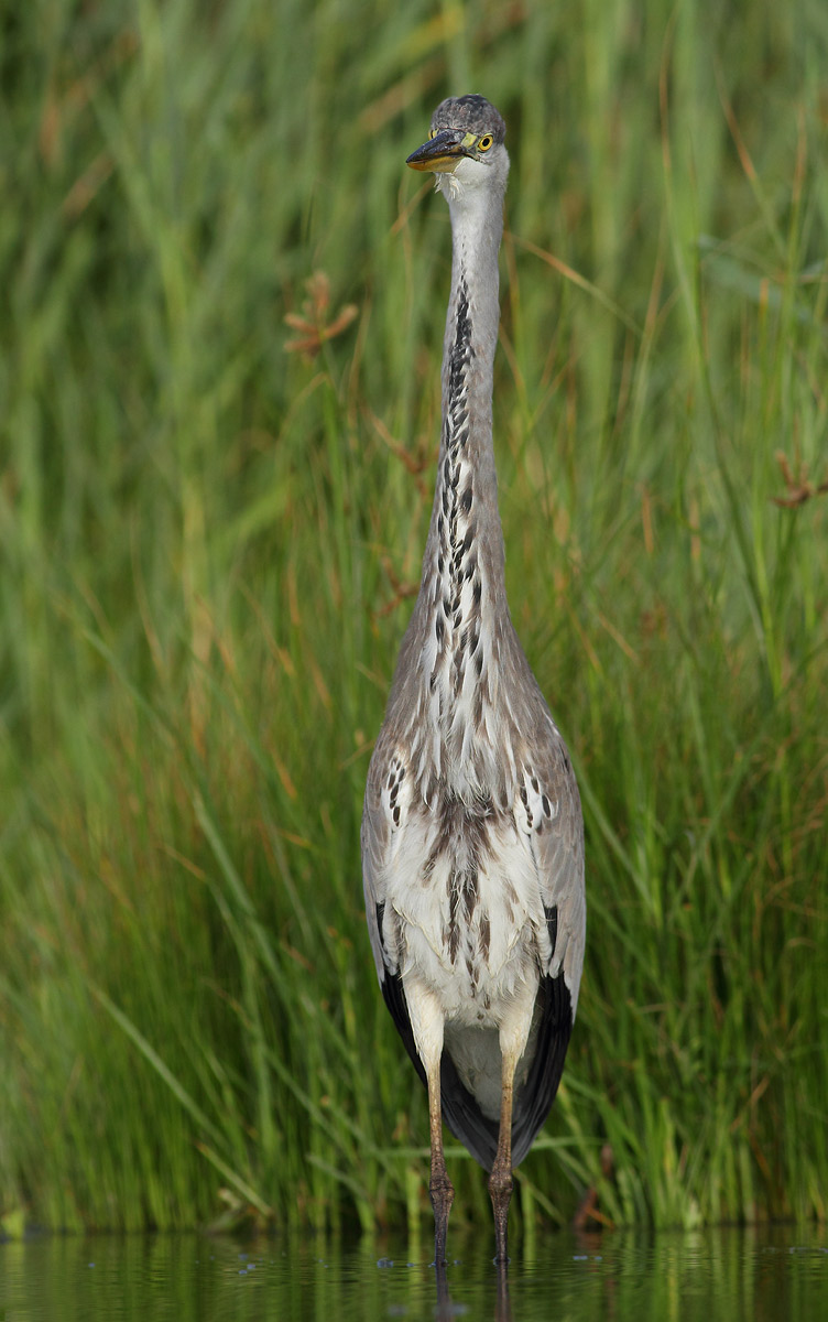 Grey Heron