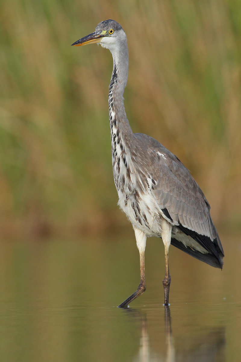 Grey Heron