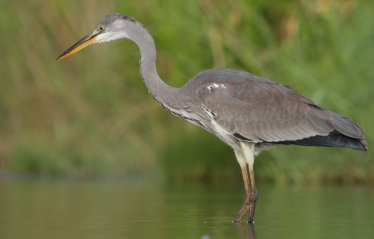 Grey Heron