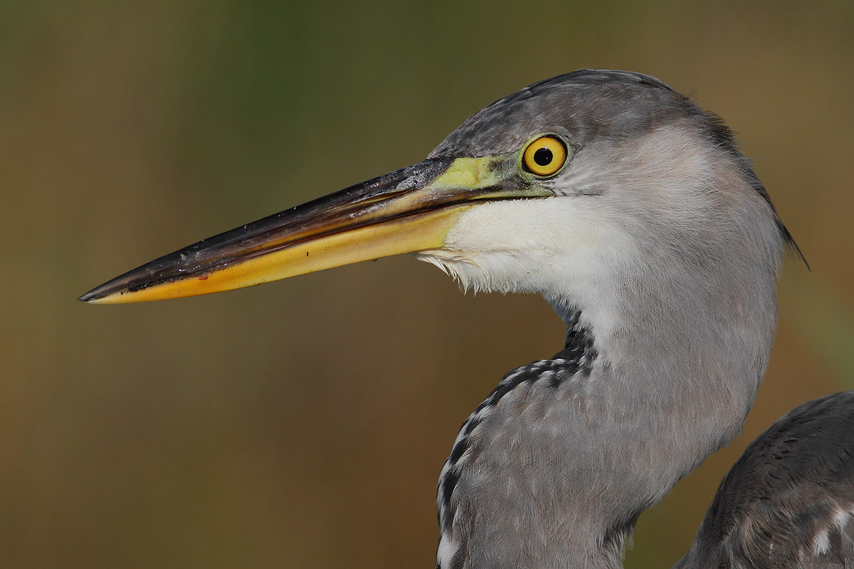 Limite massimo di maf