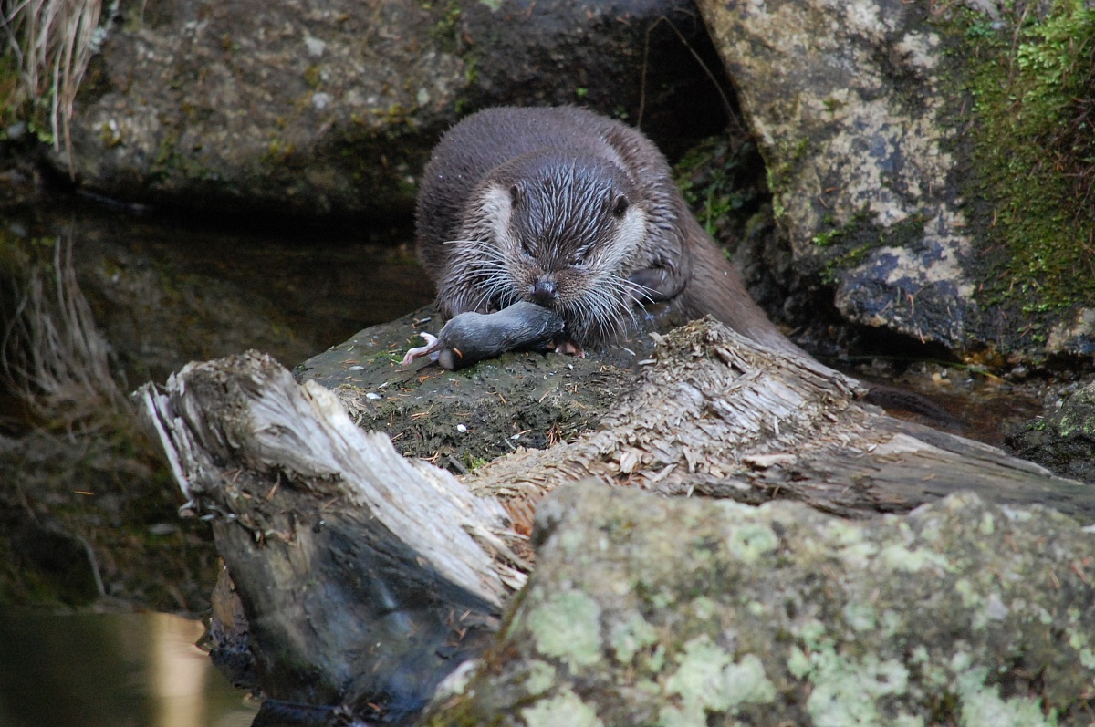 La lontra della foresta bavarese