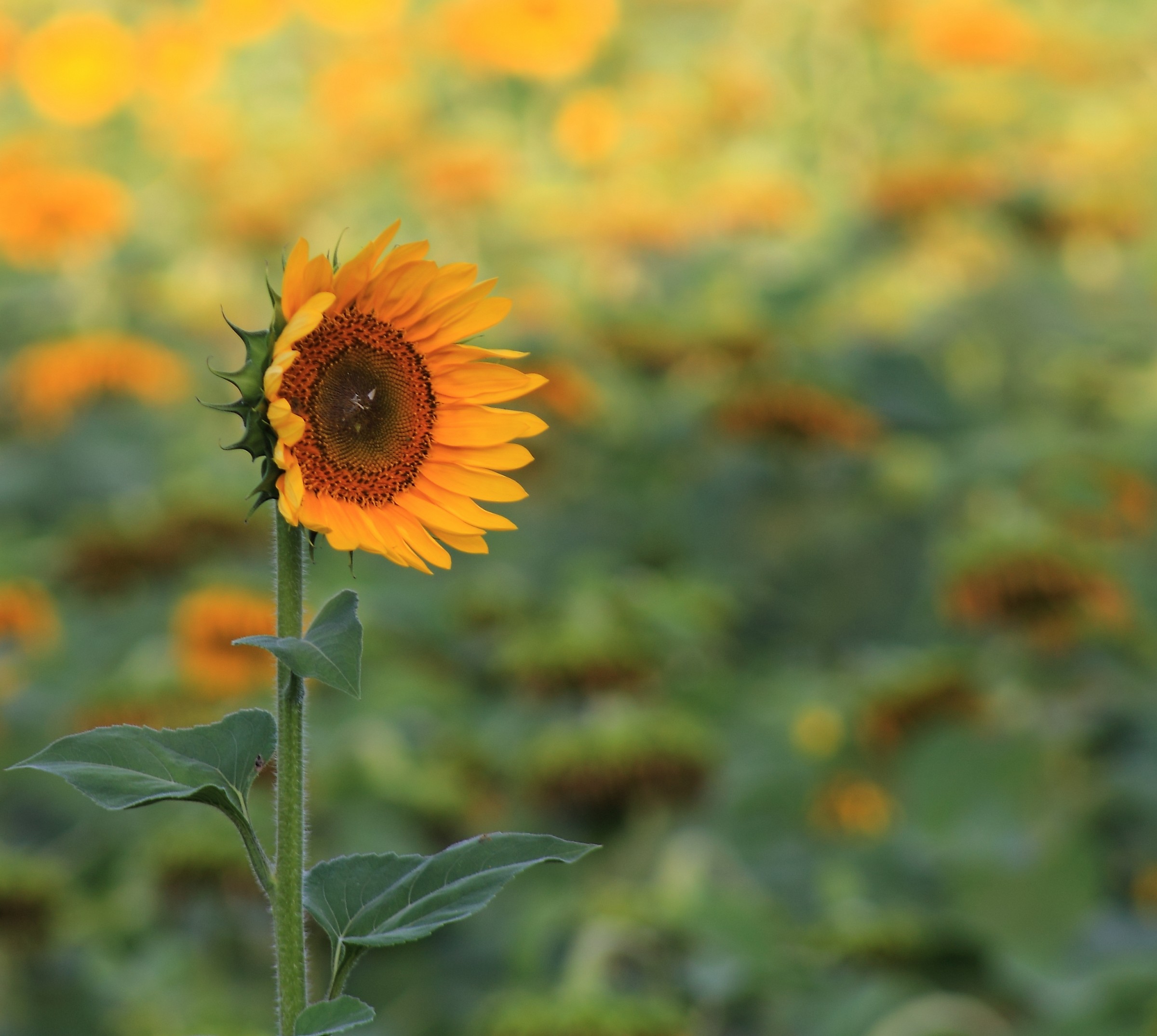 Sono il più alto e il più forte tra tanti.