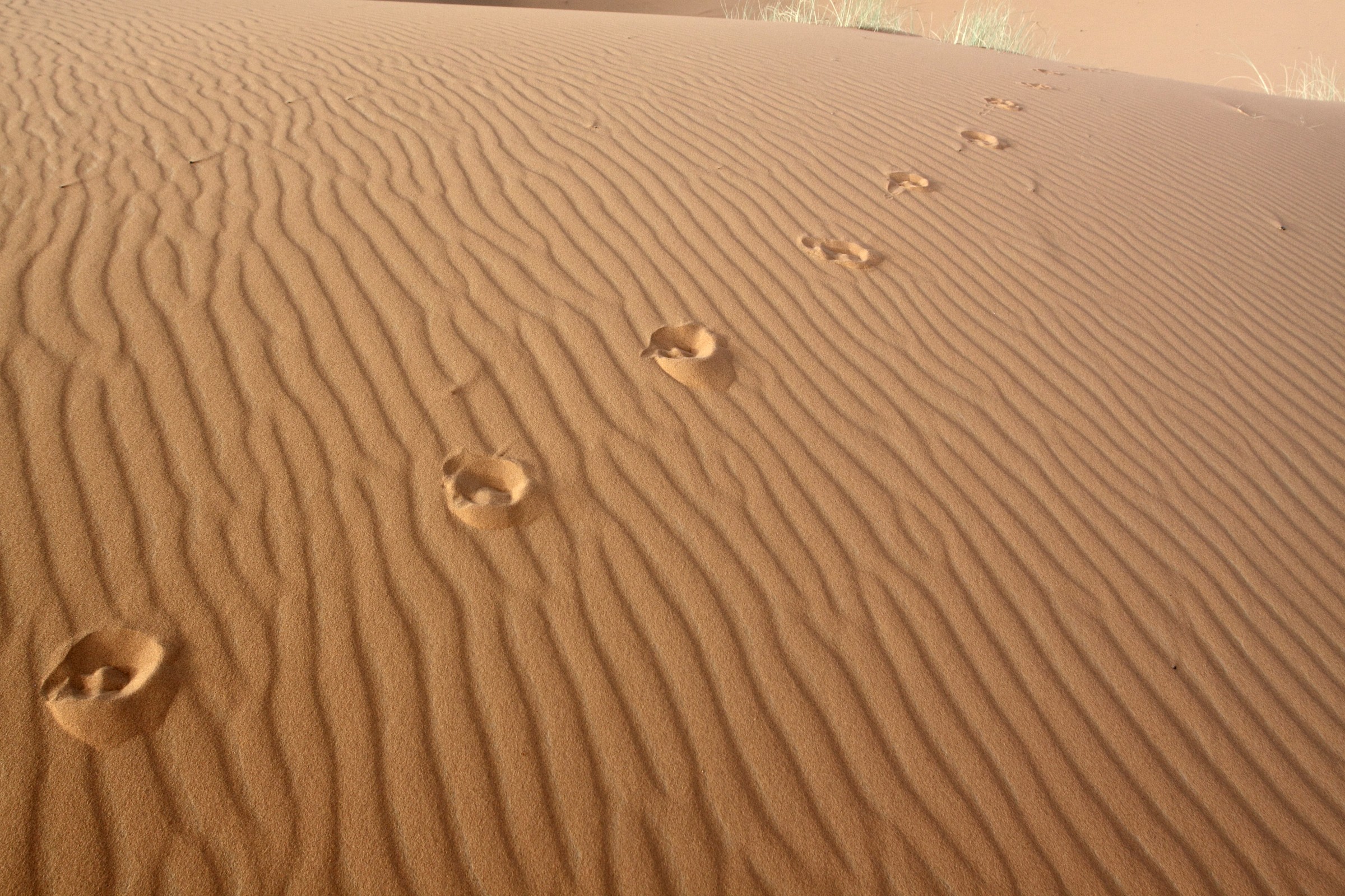 Footprints in the desert