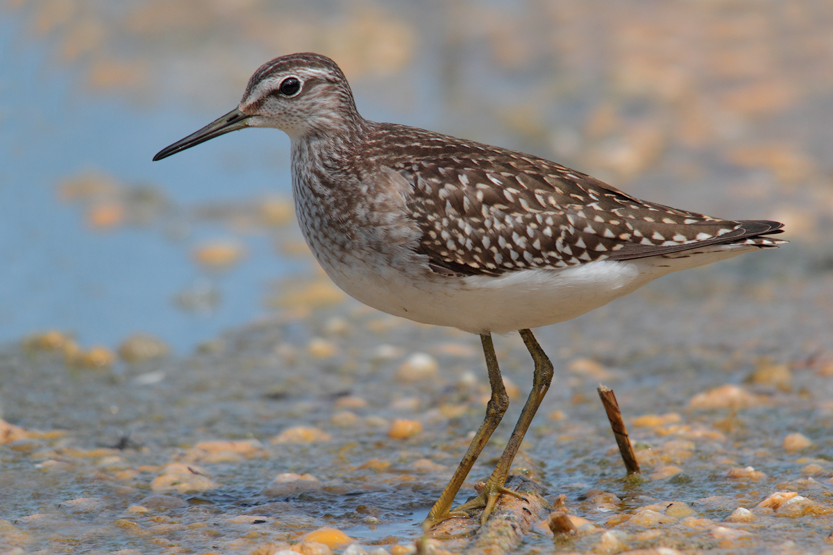 Piro piro boschereccio