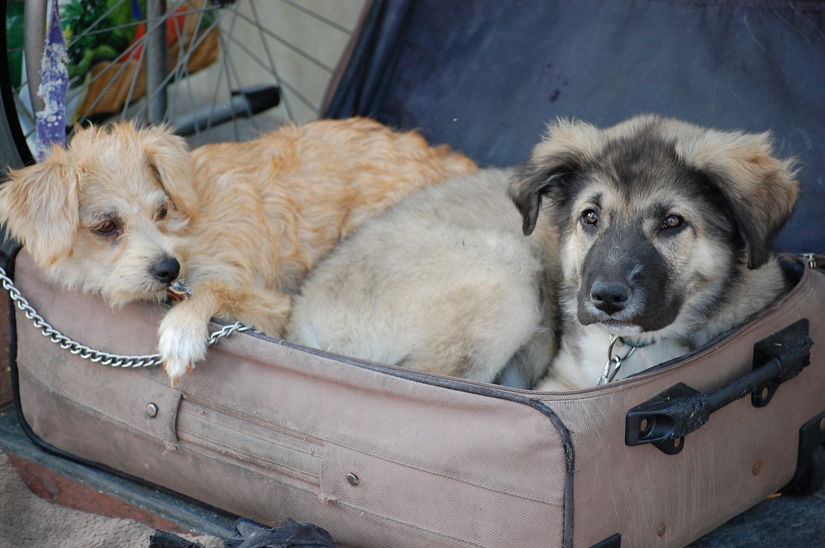 Beggars in Costa del Sol, Fuengirola