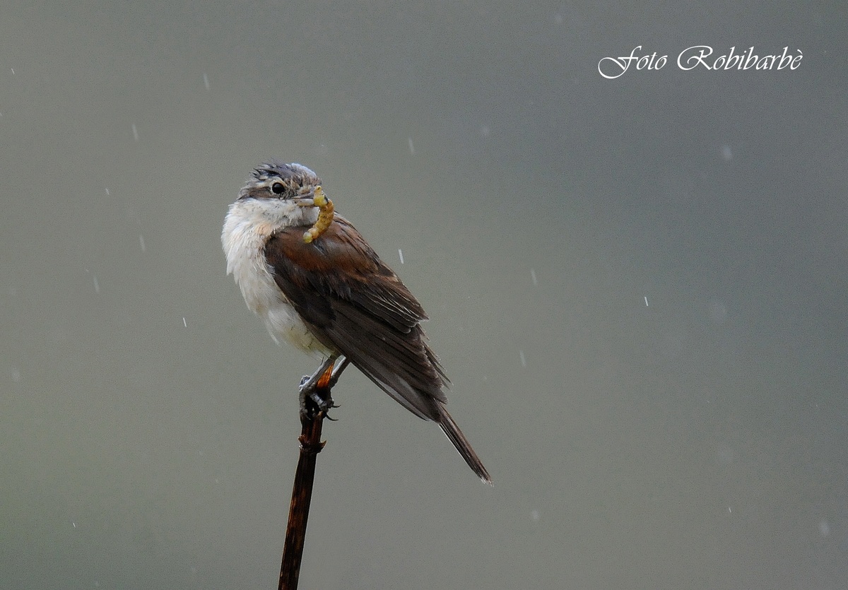 Averla...inzuppata..