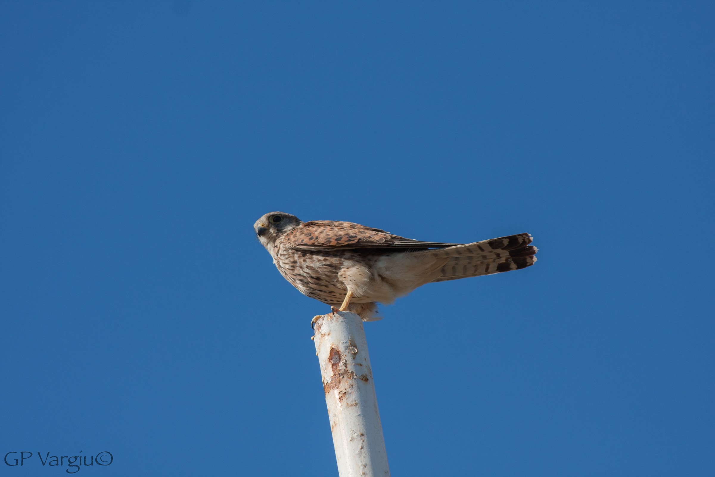 Sono bellissima... anche con il nuovo 400mm!