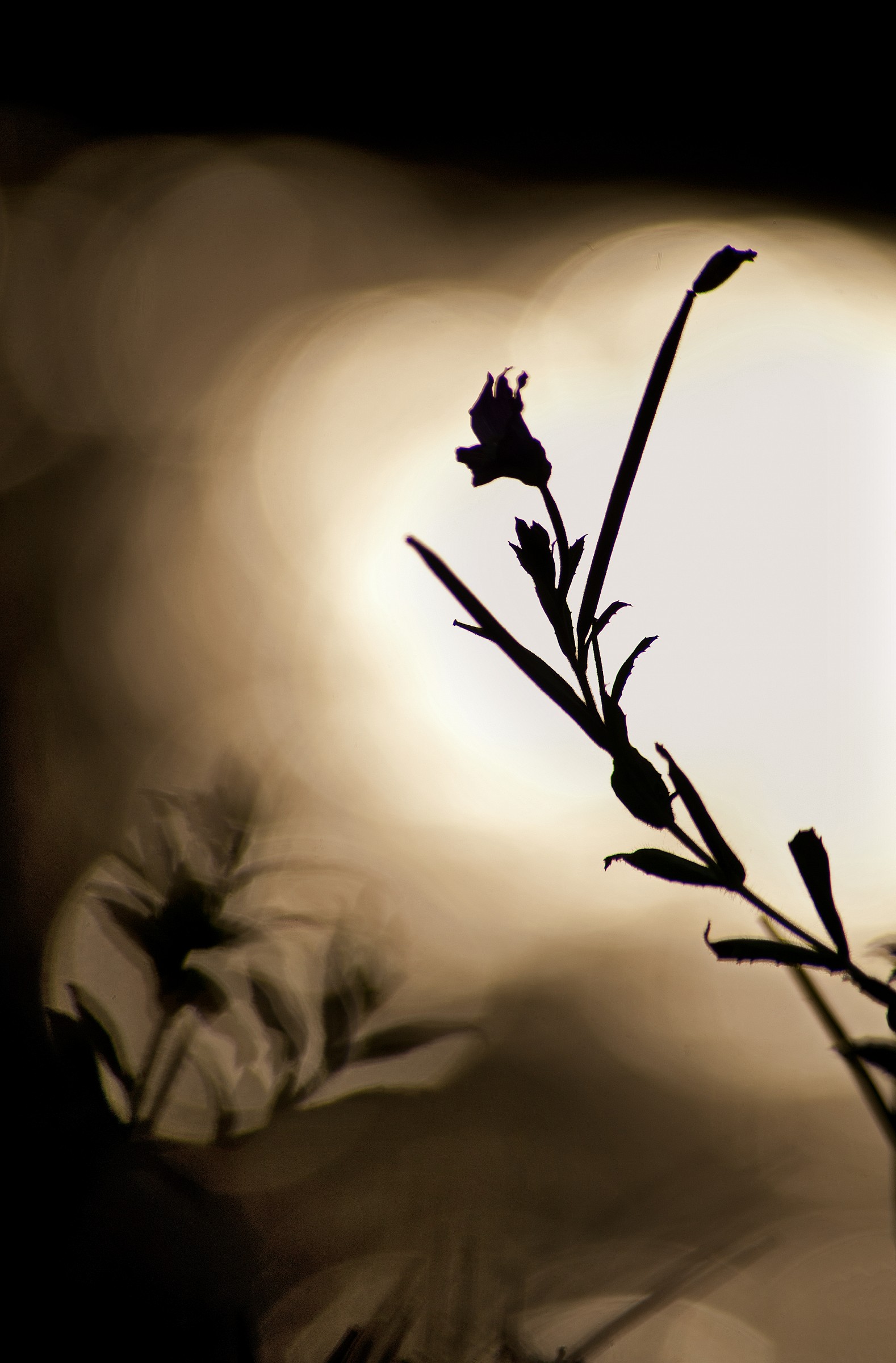 Shimmering Shapes & Shadows