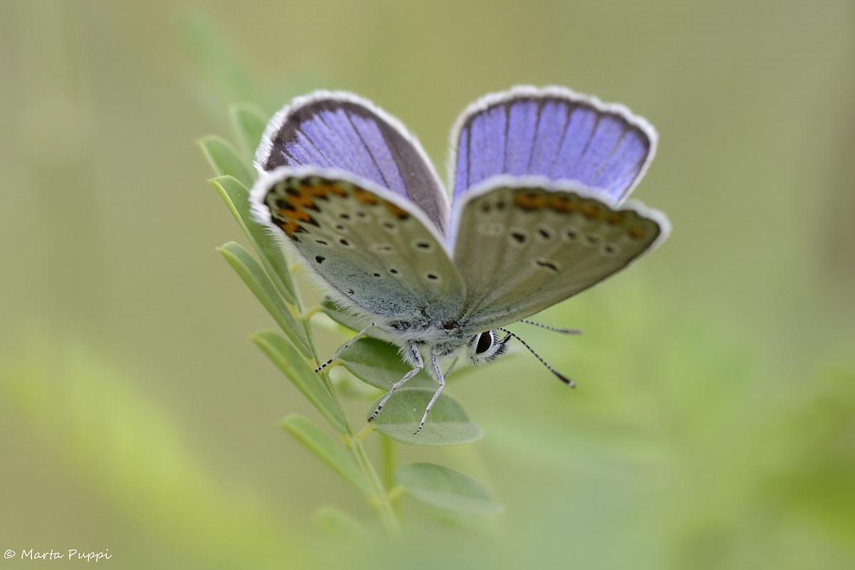 Leggera "viola" via...