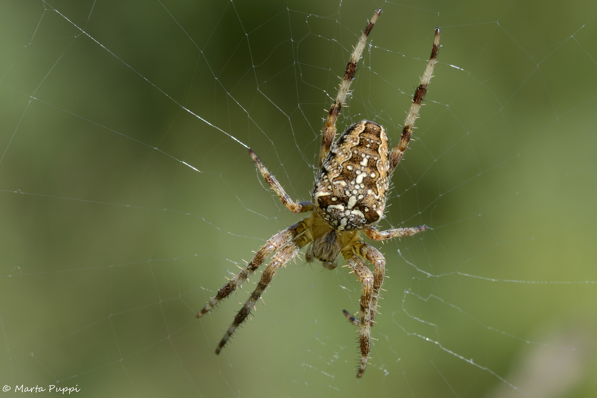 Aspettando la preda...