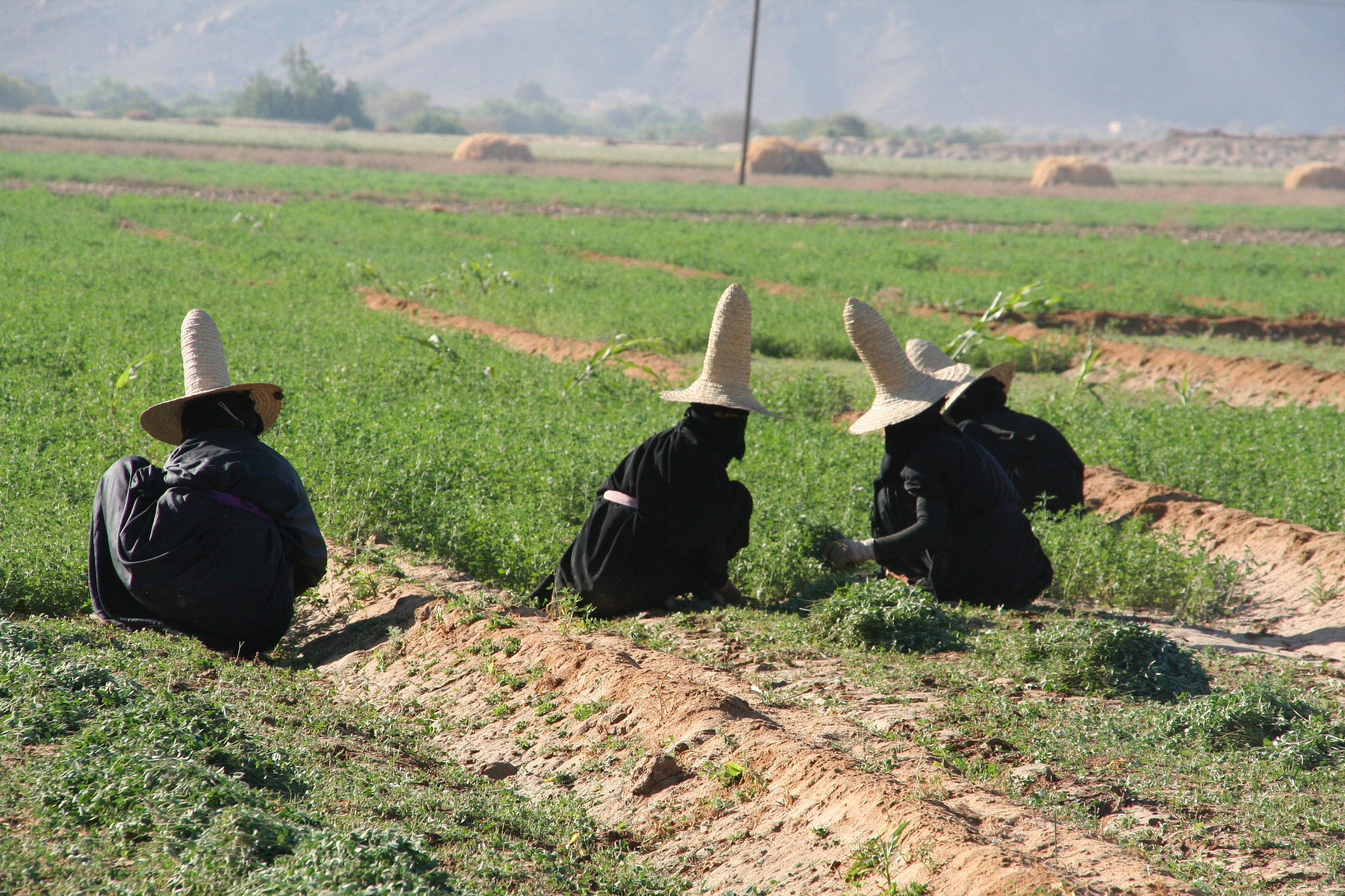 Yemen Shiban contadine