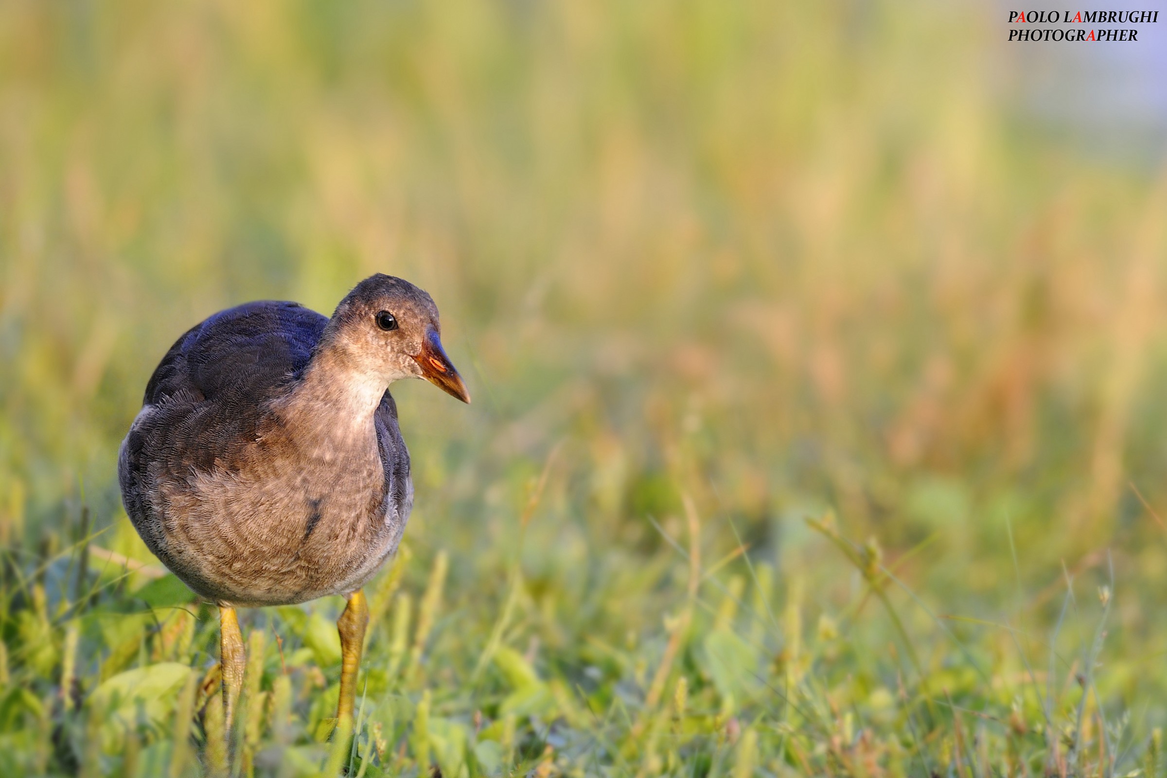 Moorhen