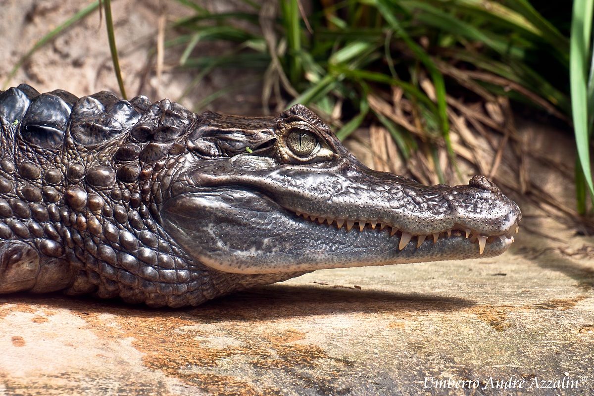 Cheeeeeeeeeese, sorridi!!!