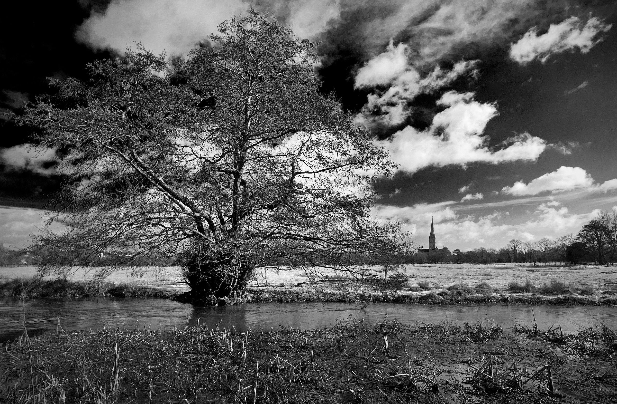 Very Old Tree, River & Cathedral