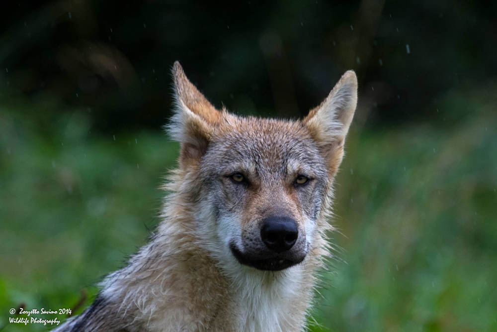 portrait of a wolf in the rain