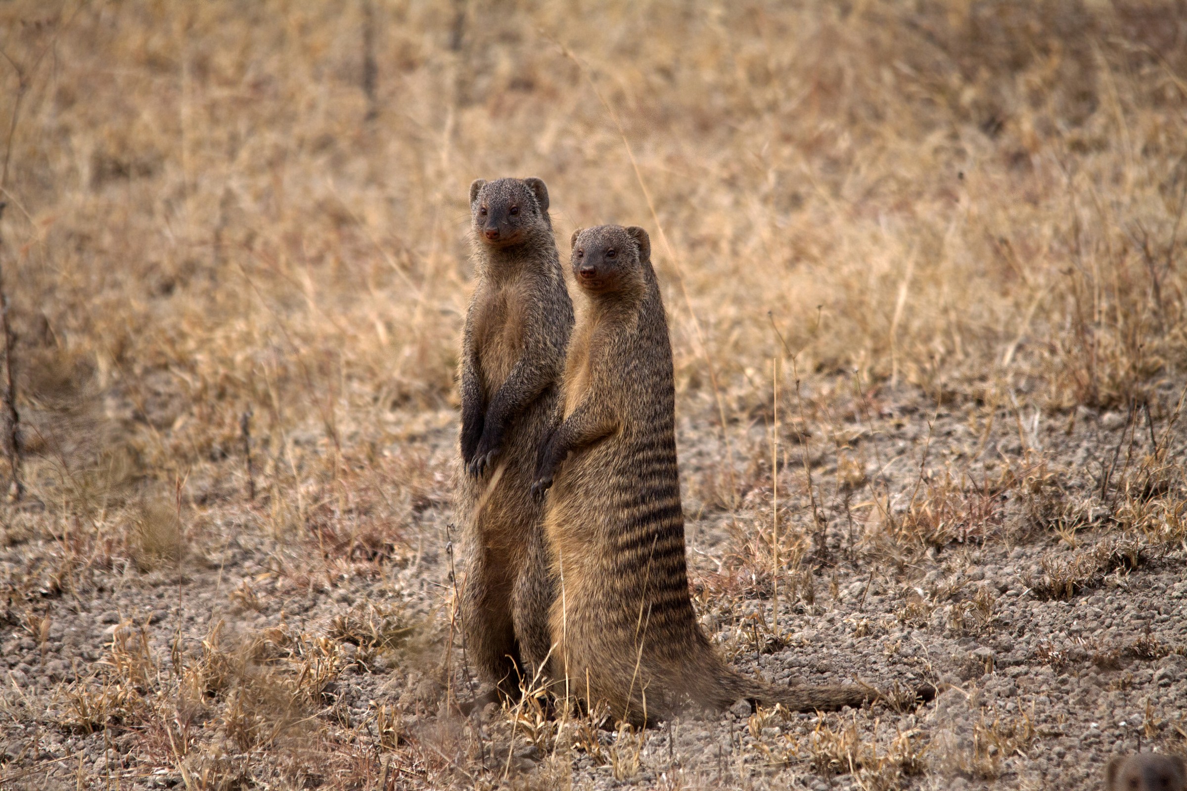 Mongooses