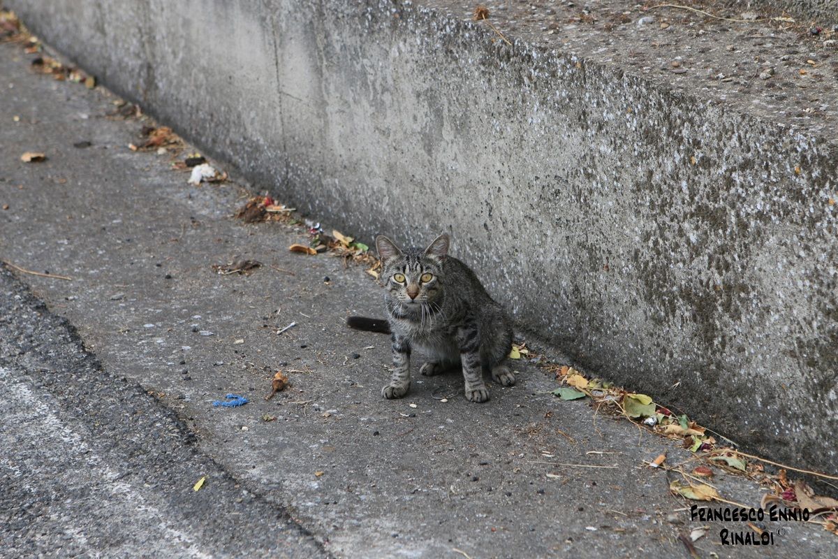 Street cat