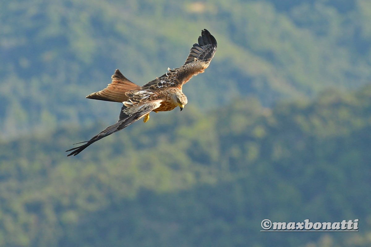 Red Kite (Milvus Milvus)
