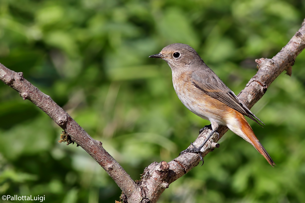 Codirosso (Phoenicurus phoenicurus)