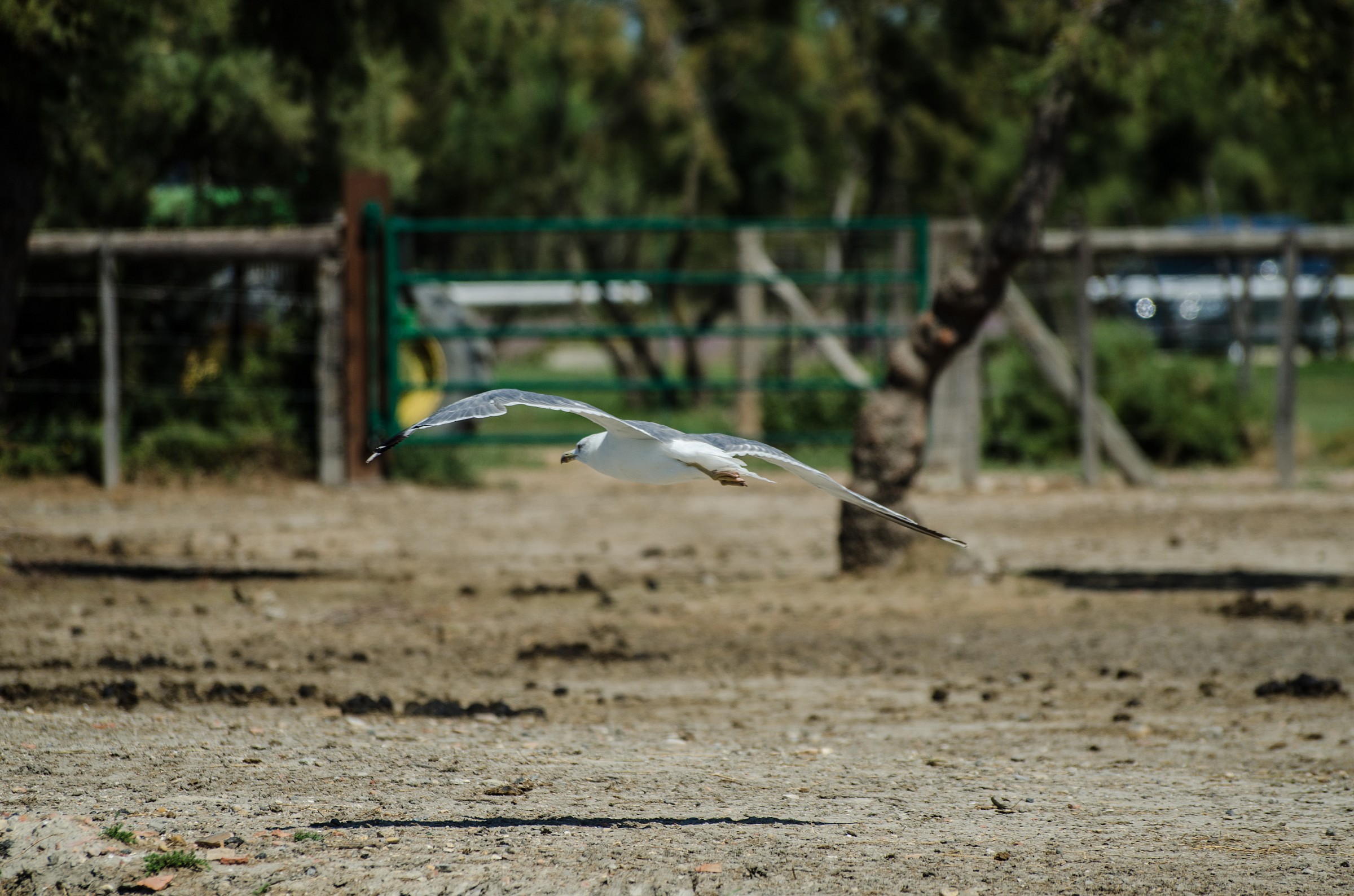 Seagull on the Rhone