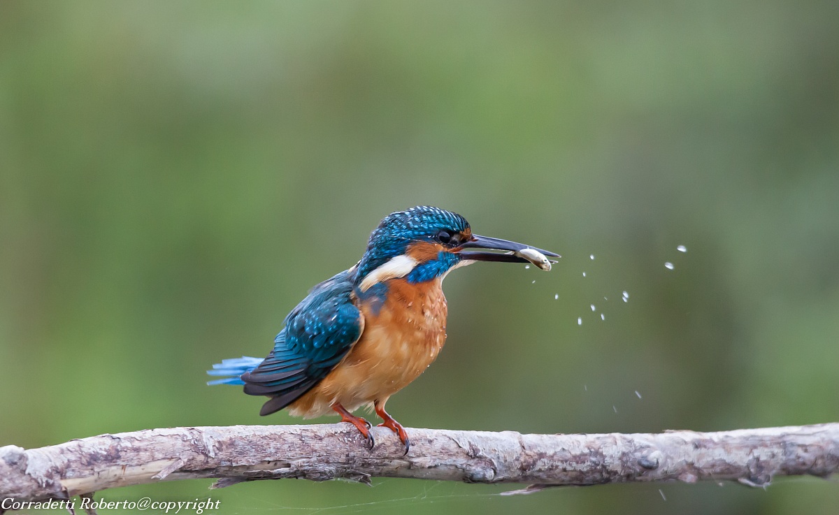 Before then wipe eat