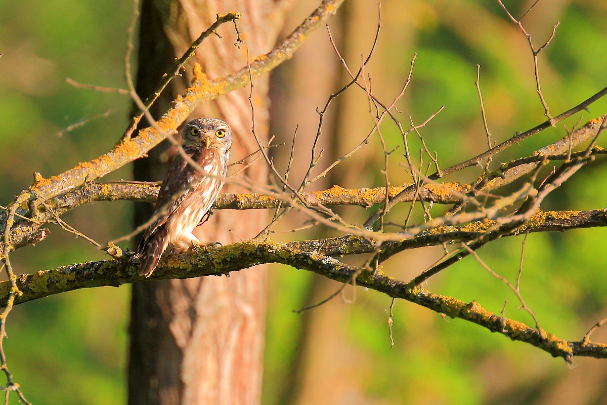 Owl between the branches