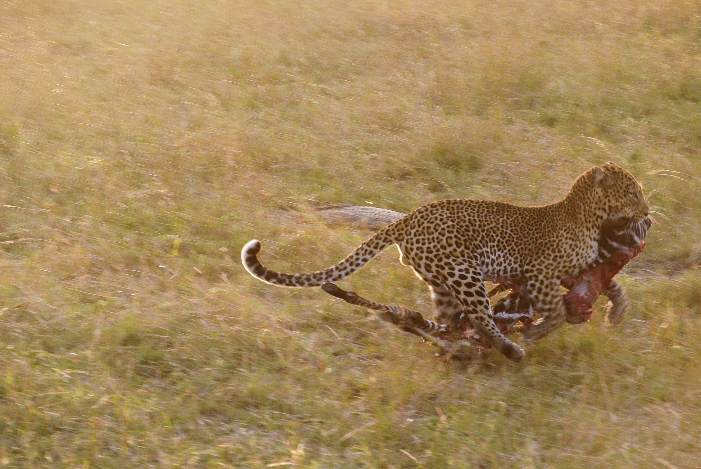 Leopard on the run