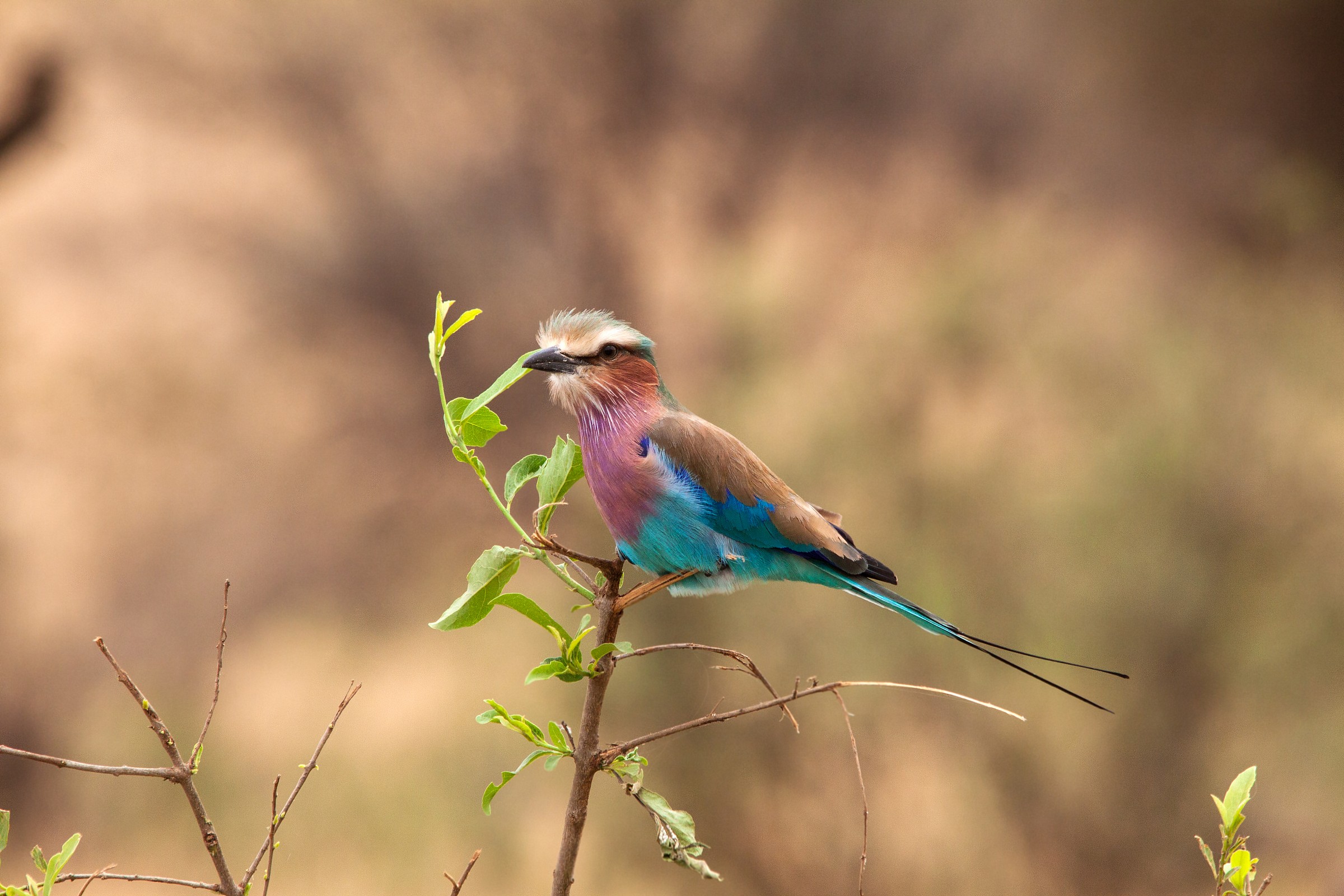 Lilac-breasted Roller