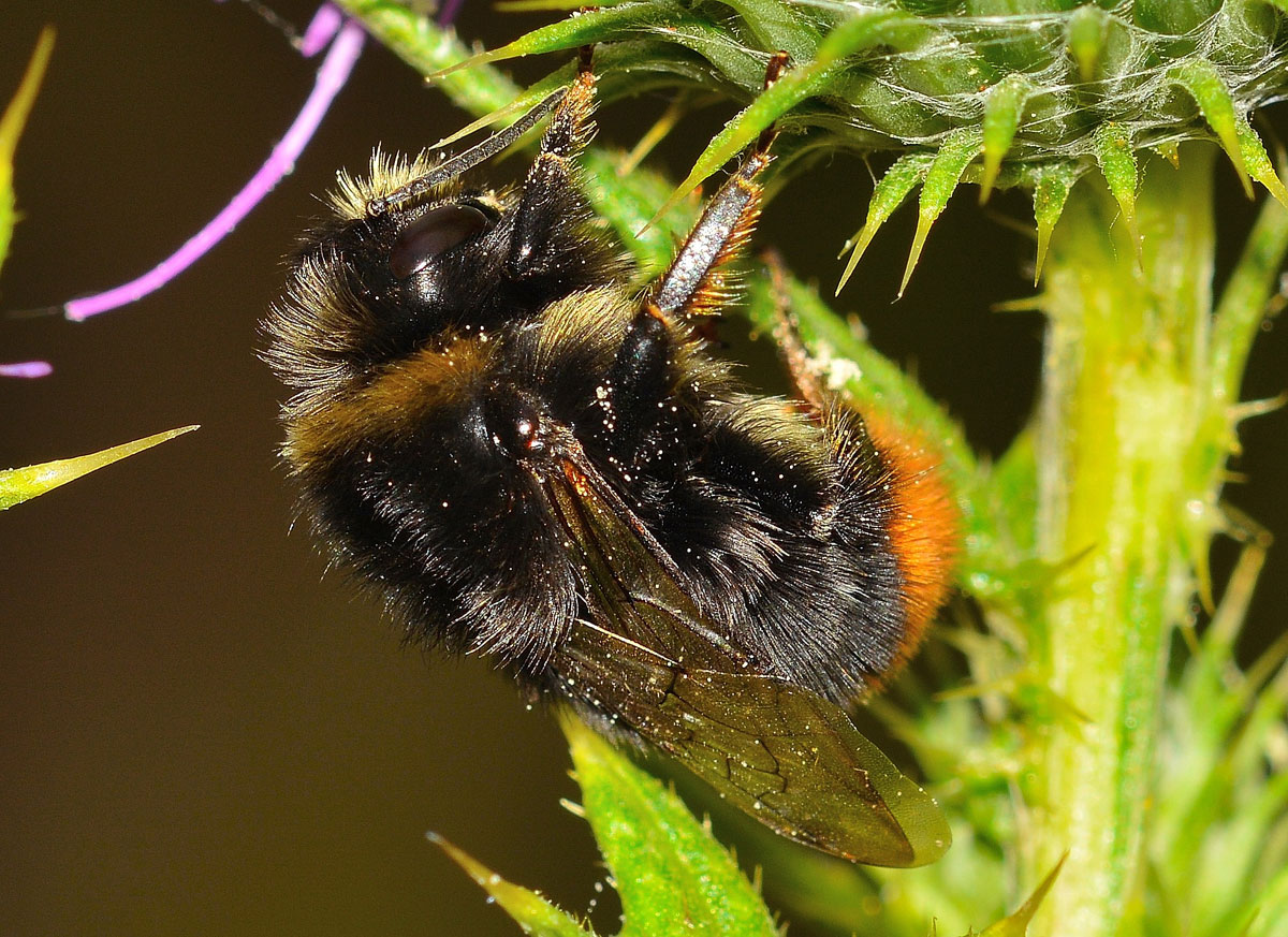 Bombus lapidarius