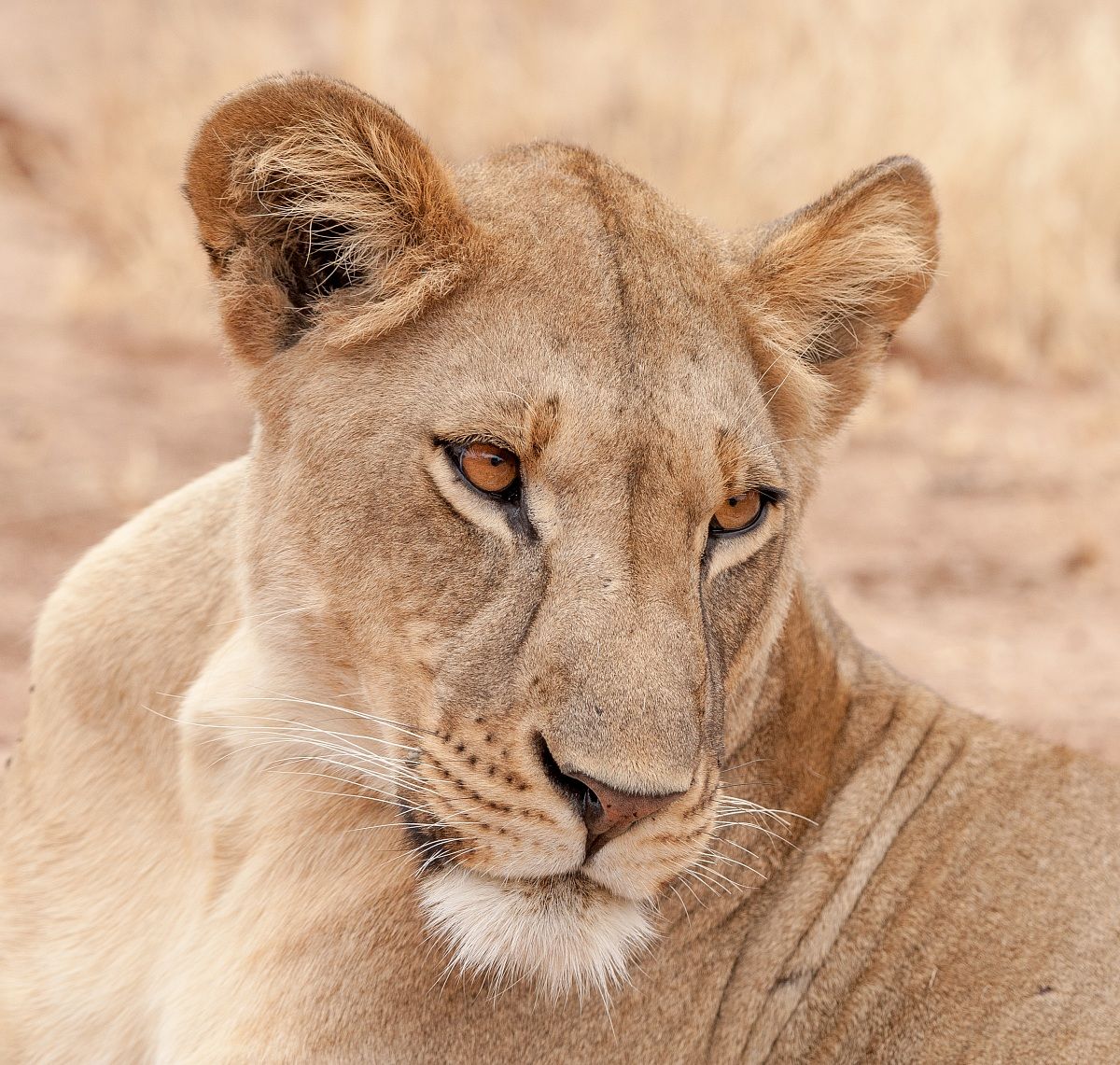 ritratto di leonessa